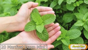 manfaat daun mint untuk kesehatan